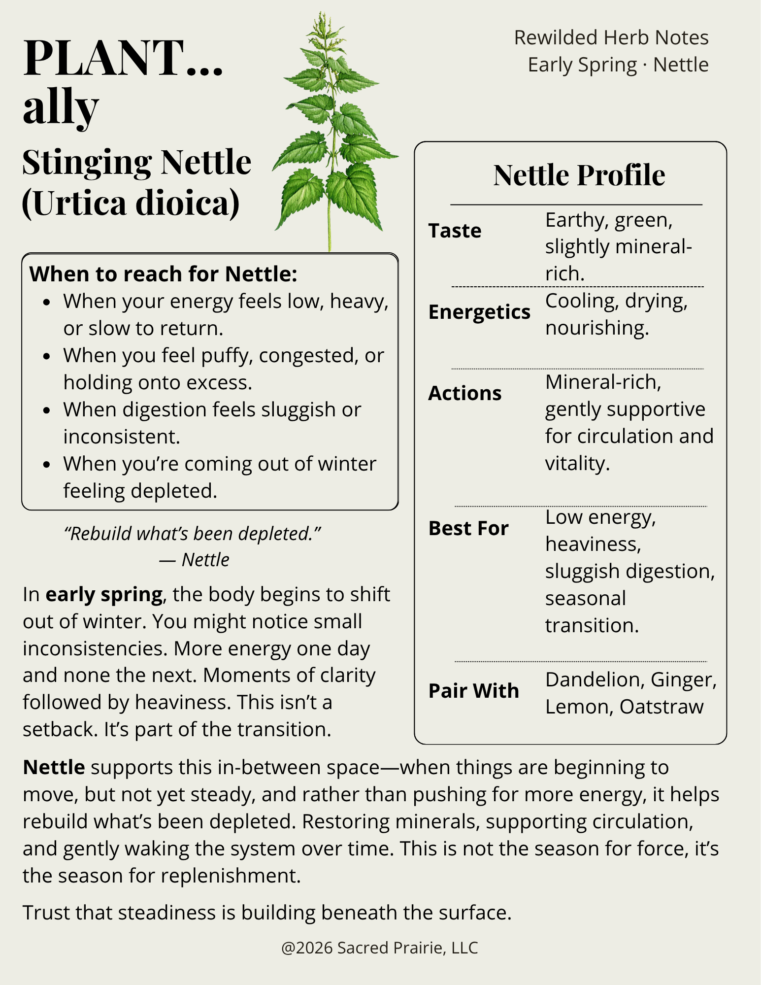 Rewilded Herb Notes: Nettle