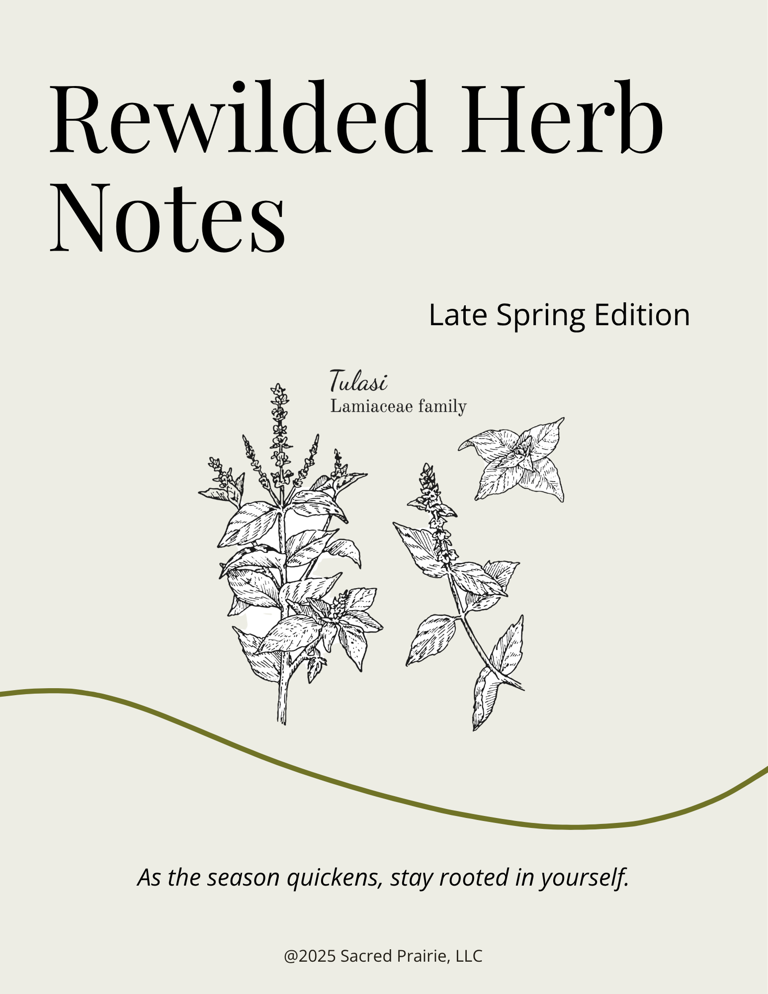 Rewilded Herb Notes: Tulsi